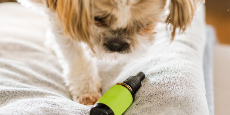 Effects of CBD for Dogs